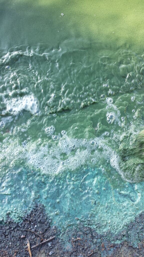 Pääjärvi (14.631.1.001)-Ranta-ObsIMG-201908290830-89.jpg