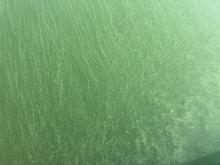 Paimionselän keskiosa-Havaintopaikka 5-ObsIMG-202107131936-60edc173cc32a.png