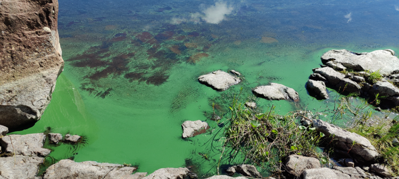 Tiedosto:Toisvesi (35.421.1.001)-Oksala-ObsIMG-202107021114-60decbd0337b4.png