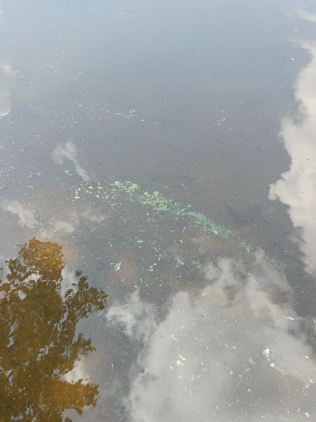 Tiedosto:Tuomiojärvi (14.291.1.002)-Viitaniemen uimaranta-ObsIMG-202306261433-649978422b196.png