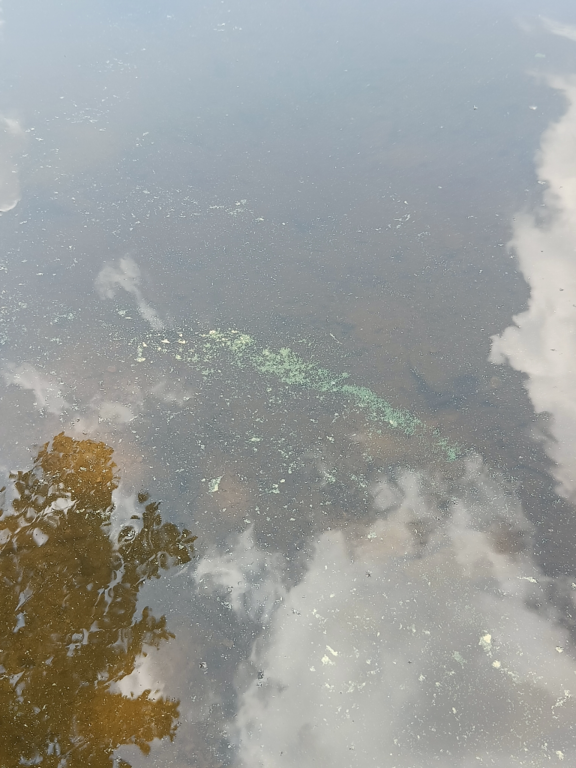 Tuomiojärvi (14.291.1.002)-Viitaniemen uimaranta-ObsIMG-202306261433-649978422b196.png