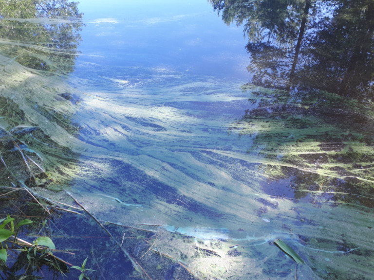 Kallavesi (yhd.)-Rotarien sinileväseuranta (Puutossalmi)-ObsALG-202307111145-64aecfb6736b3.png