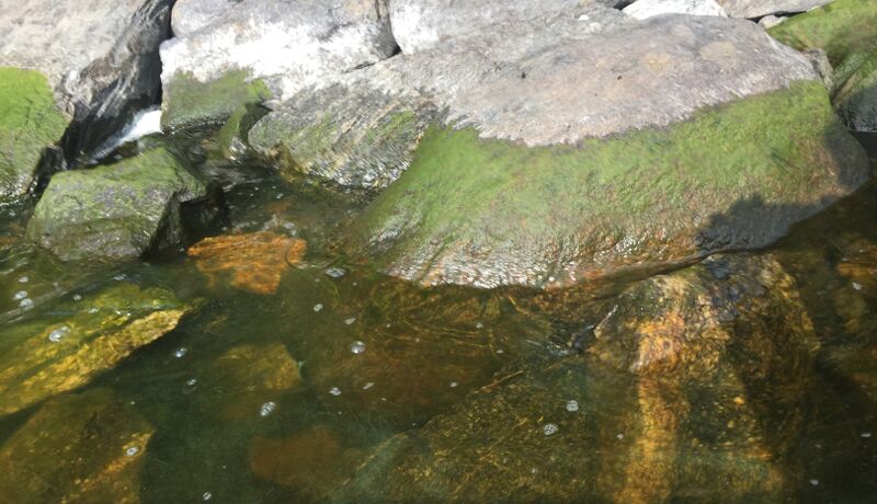 Tiedosto:Kallavesi (yhd.)-Vaajasalo, eteläranta-ObsIMG-201809021000-26.jpeg