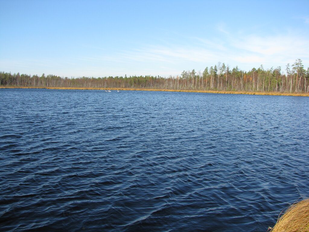 Miehojärvi.JPG