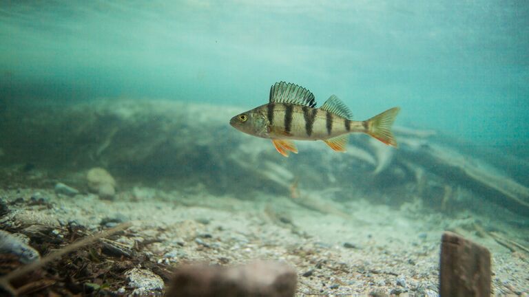 Mustjärvi (81.061.1.013)-havainnot-ObsIMG-202009031838-1.jpg