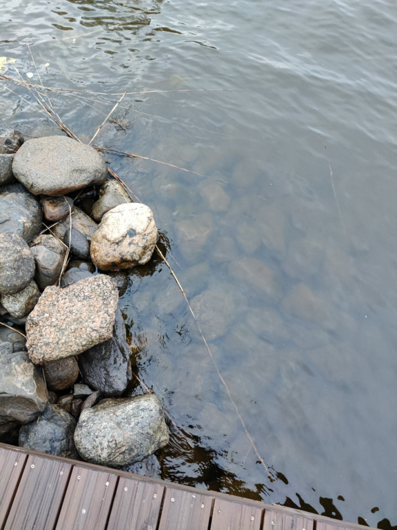 Päijänne (yhd.)-Valtakunnallinen sinileväseuranta (Majutvesi)-ObsALG-202309130805-650142505353e.png