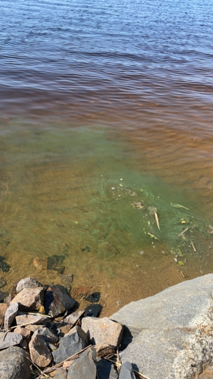 Haukivesi (Saimaa) (04.211.1.001)-Kuokkaniemen uimaranta-ObsIMG-202107261238-60fe82fa102e7.png