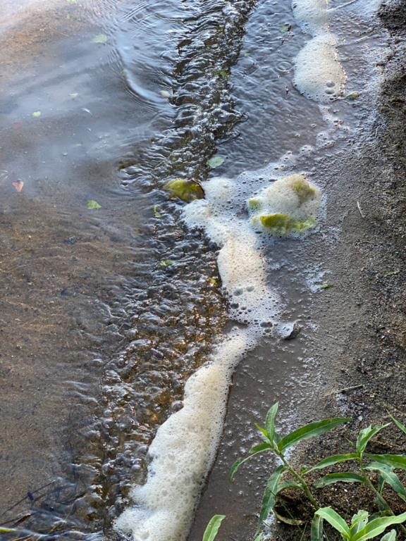 Katumajärvi (35.236.1.001)-OTK-n ranta-ObsALG-202507170900-1752740563139.png