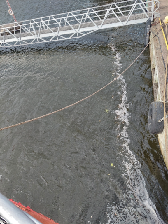 Kotkan edusta, Sunilanlahti-Valtakunnallinen sinileväseuranta (Suomen merimuseo)-ObsIMG-202508061200-1754488634334.png