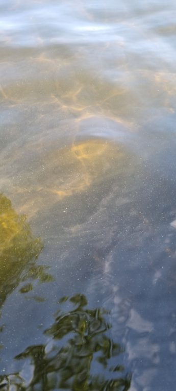 Taasjärvi (81.045.1.002)-Valtakunnallinen sinileväseuranta-ObsALG-202407231248-669f7d56a695e.png