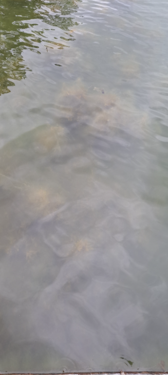 Iso- ja Pikku-Nauvon vesialue-Rotarien sinileväseuranta (Hökberg)-ObsIMG-202507071746-1751899645877.png