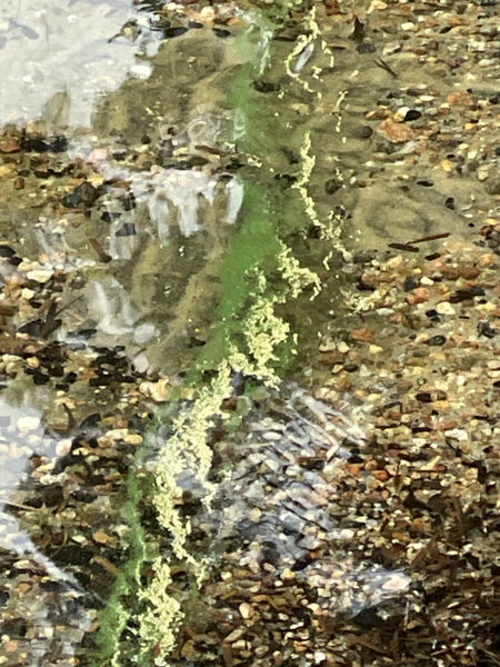 Tiedosto:Kallavesi (yhd.)-Vaajasalo, eteläranta-ObsALG-202506281038-685f9cf619aac.png