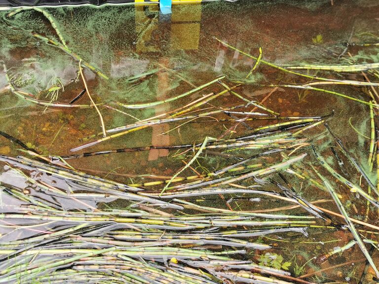 Kursunjärvi (65.378.1.002)-Havaintopaikka 1-ObsALG-202007131452-24.jpg