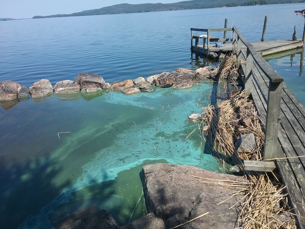 Päijänne (yhd.)-Rutalahti, Rutaniemi -ObsALG-202006241320-6.jpg