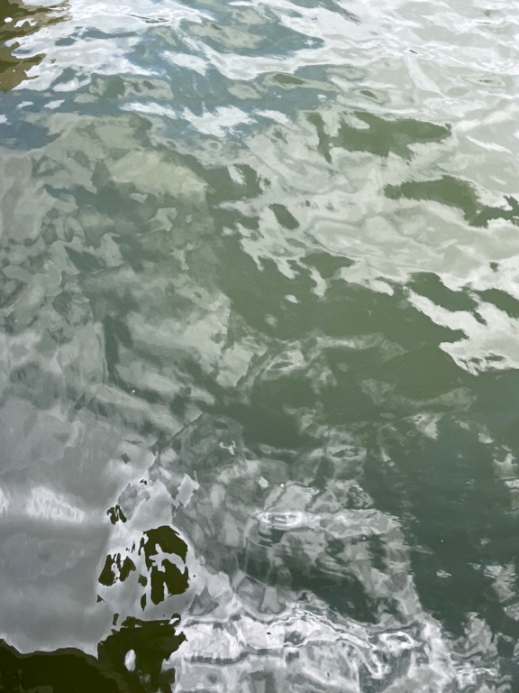 Rauman edusta-Valtakunnallinen sinileväseuranta (Syväraumanlahti)-ObsIMG-202508191240-1755596868350.png