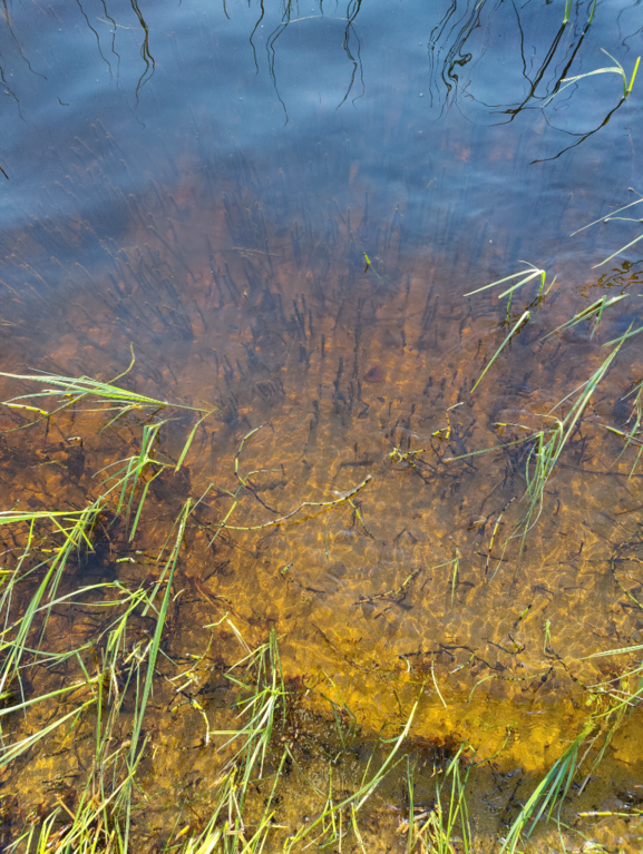 Rytinkijärvi (61.522.1.001)-Valtakunnallinen sinileväseuranta (Rytinkisalmi)-ObsIMG-202308080725-64d1c35bd7662.png