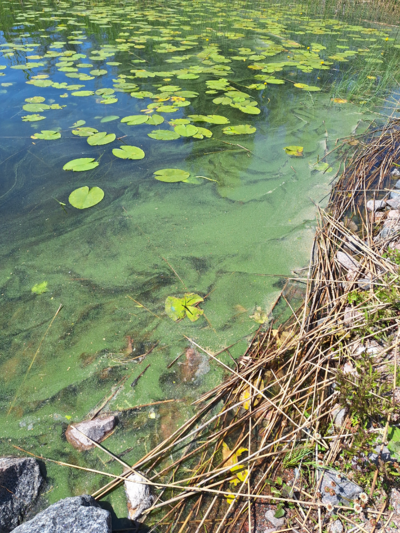 Valkjärvi (35.832.1.004)-Uimaranta-ObsALG-202507021409-68653e5868848.png