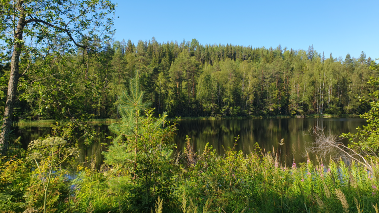 Haukilampi (04.121.1.333)-Haukilampi-ObsIMG-202507180915-1752822316559.png