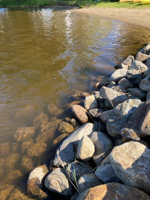 Päijänne (yhd.)-Valtakunnallinen sinileväseuranta (Majutvesi)-ObsALG-202208091155-62f2214208786.png