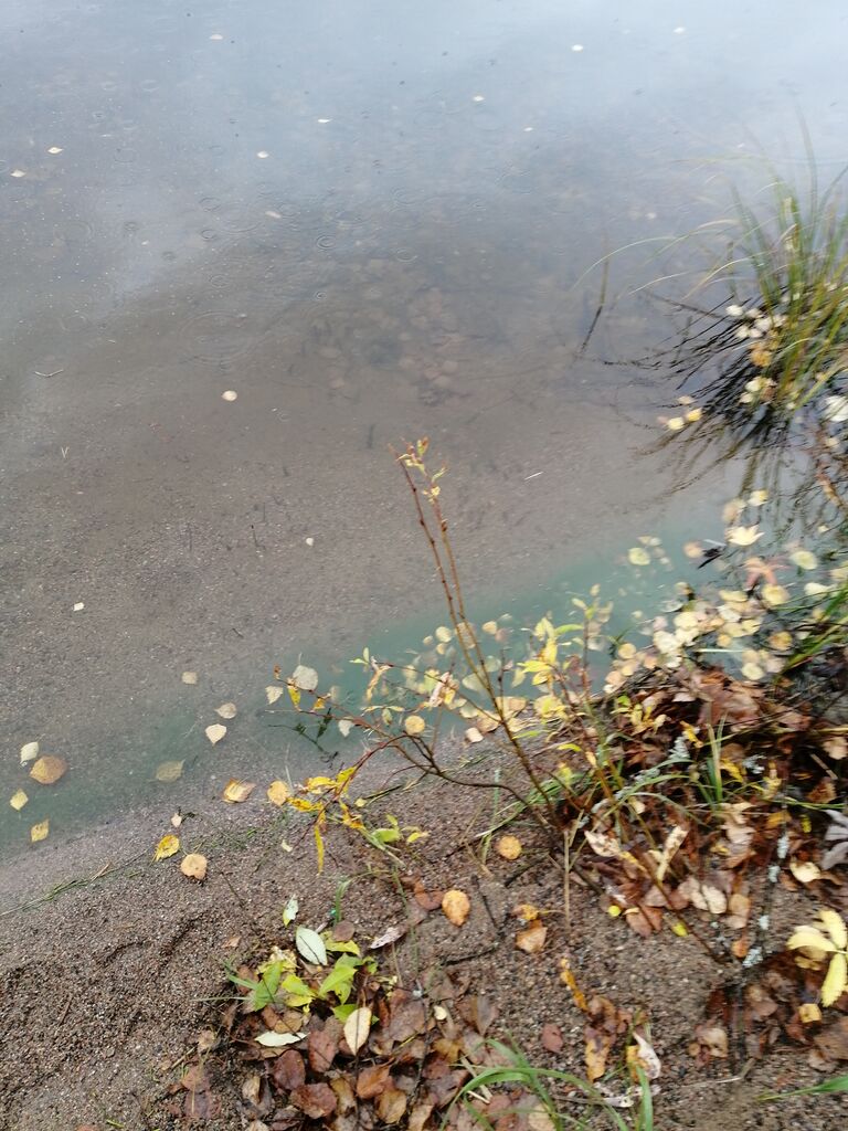 Pyhäjärvi (14.681.1.001)-Havaintopaikka 4-ObsIMG-202010111301-86.jpg