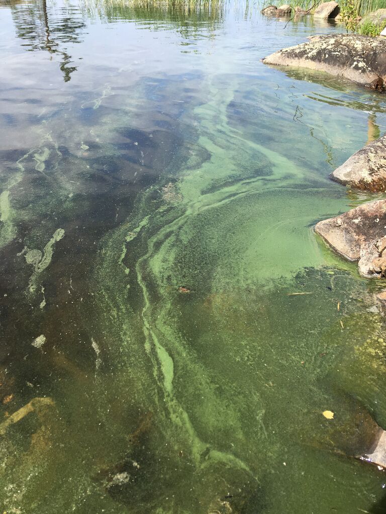 Saimaa (04.112.1.001)-Huhtsaaret-ObsIMG-201807121146-47.jpeg