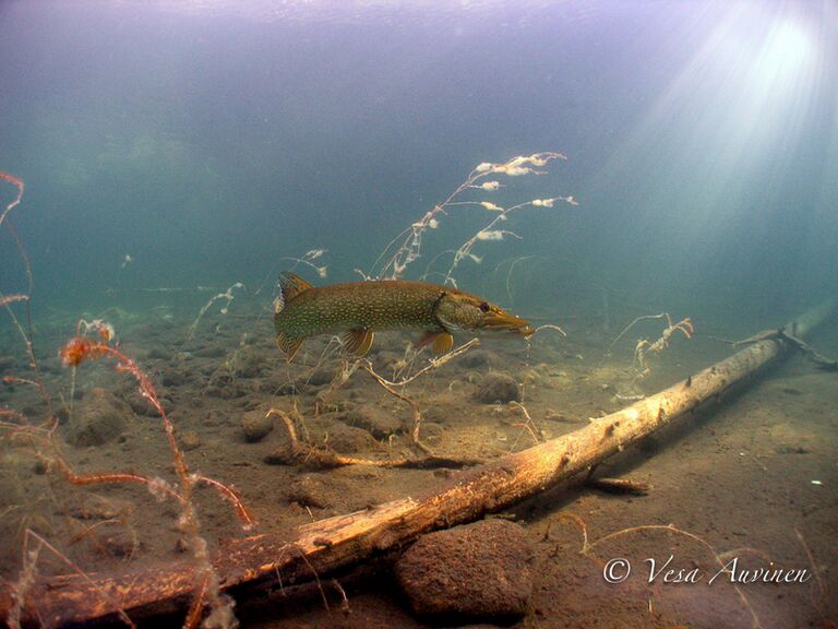 Hauki Valkiajärvessä.jpg