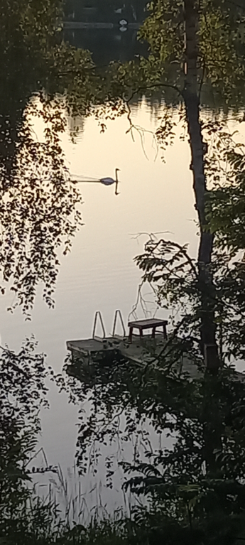 Saimaa (04.112.1.001)-Rotarien sinileväseuranta (Pulkkaselkä, Hietalahti)-ObsIMG-202507161532-1752669262391.png