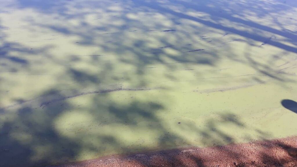 Tyräjärvi (61.381.1.004)-Huononiemi 2-ObsALG-201907261405-70.jpeg