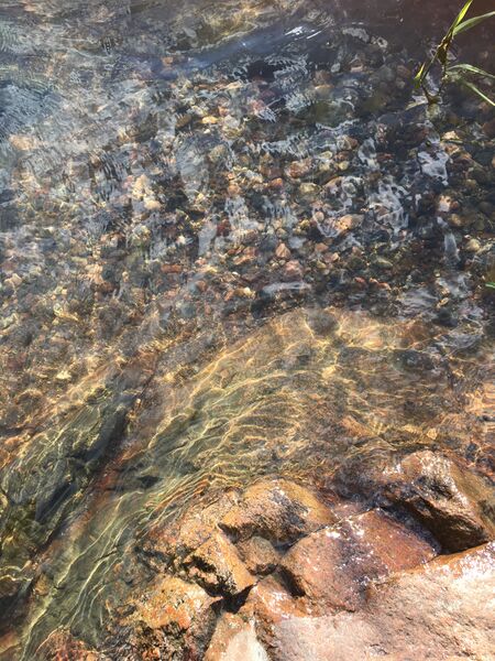 Tiedosto:Dragsvik-Rotarien sinileväseuranta (Högholmen)-ObsALG-202007081914-40.jpg