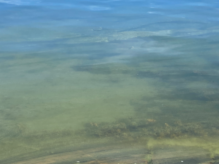 Havainto-Rosala Gröndal-ObsIMG-202406221007-6676f7c647865.png