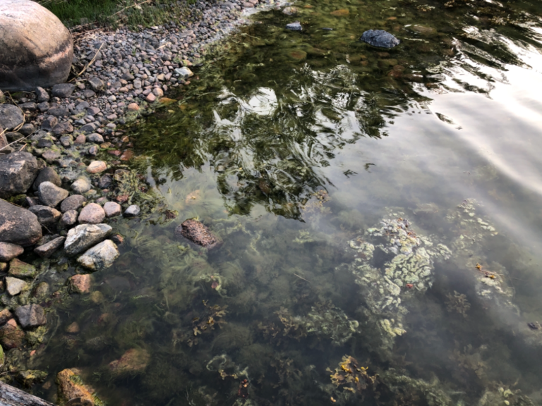 Iso- ja Pikku-Nauvon vesialue-Rotarien sinileväseuranta (Käldinge strand)-ObsALG-202107132143-60eddefe0d2ea.png