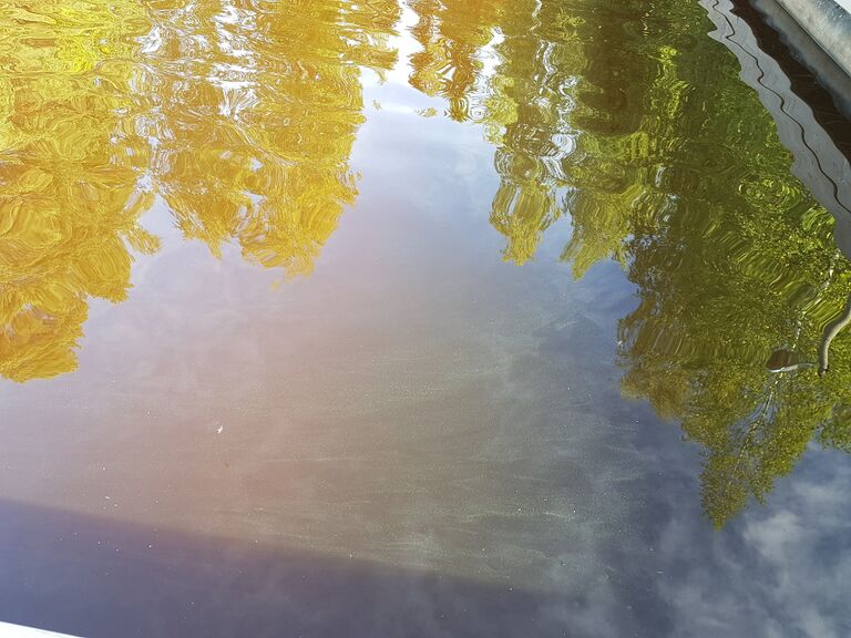 Kallavesi (yhd.)-Simpan uimaranta-ObsALG-201908270900-78.jpg