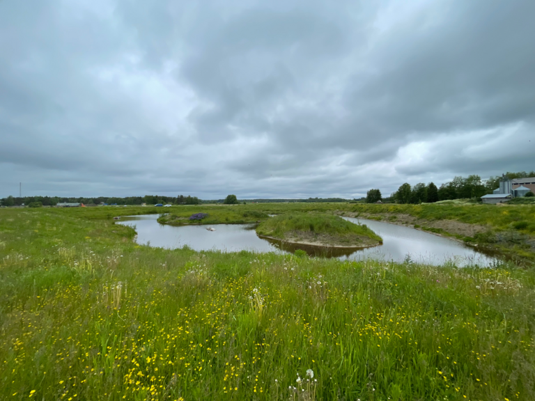 Katajaojan valuma-alue (53.026)-Taanilan kosteikko-ObsIMG-202506241327-1750973584905.png