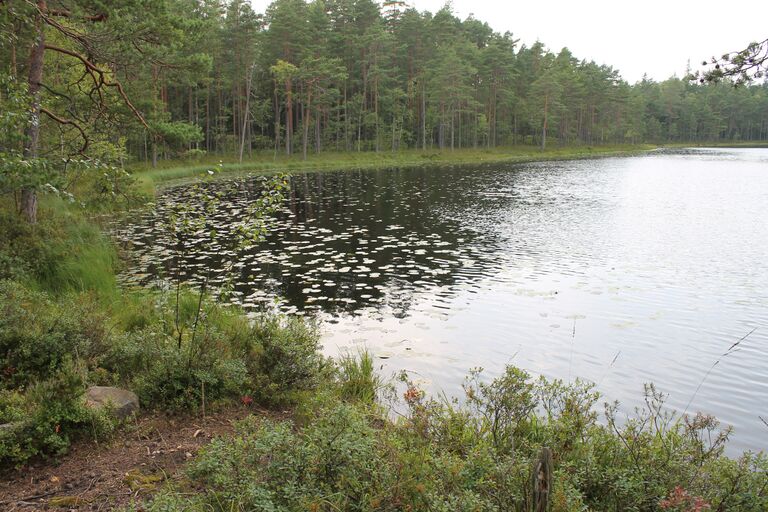 Kotolampi lummeranta.JPG