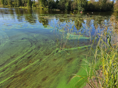 Onkivesi (04.511.1.001)-Valtakunnallinen sinileväseuranta-ObsIMG-202509101239-1757497229831.png