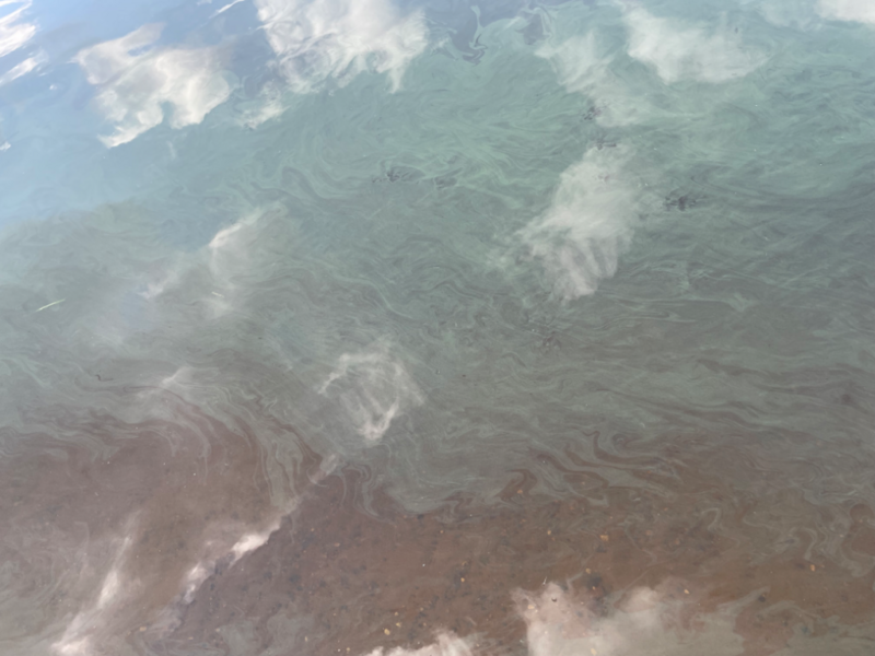 Tiedosto:Piipsjärvi (54.071.1.001)-Kurjenrannan uimaranta-ObsIMG-202408131615-66bb6a2e68bc7.png