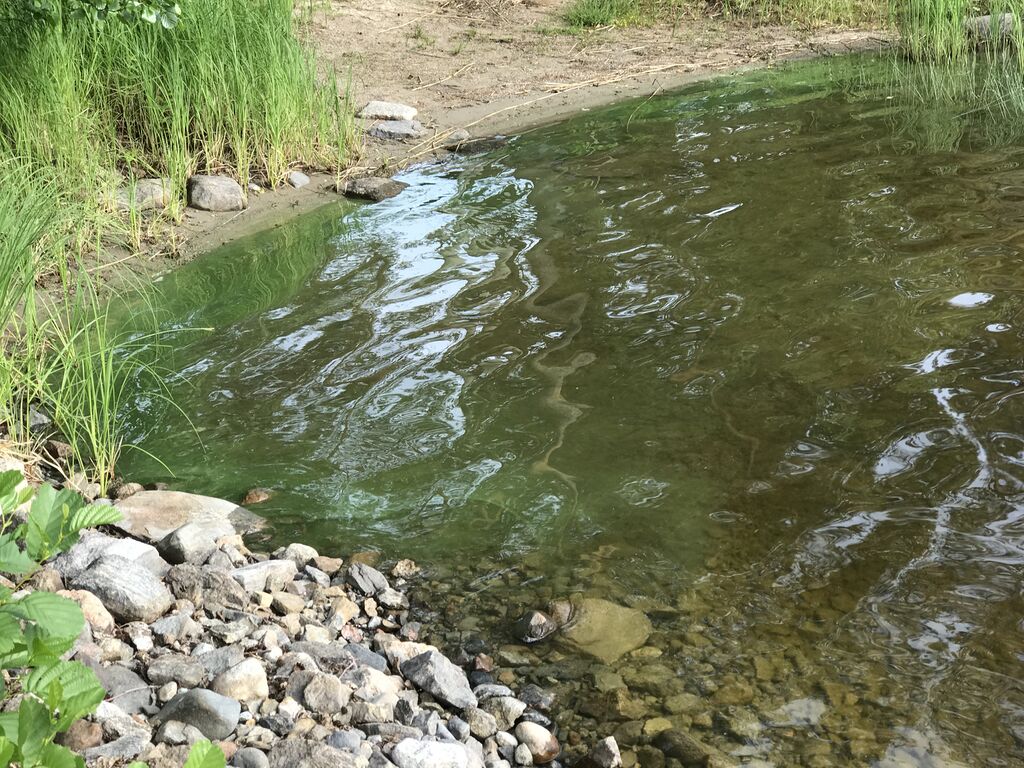 Saimaa (04.112.1.001)-Yövesi, Toivosaaren itäpuoli-ObsALG-201906261430-36.jpeg