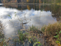 Öljykalvoa rehevöityneessä pohjavesilammessa.