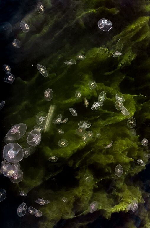 Hankoniemi-Hanko vierasvenesatama-ObsIMG-202009271454-52.jpg