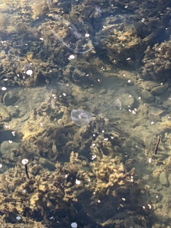 Iso- ja Pikku-Nauvon vesialue-Hästholm-ObsJELLY-202210091326-6342a1c82d729.png