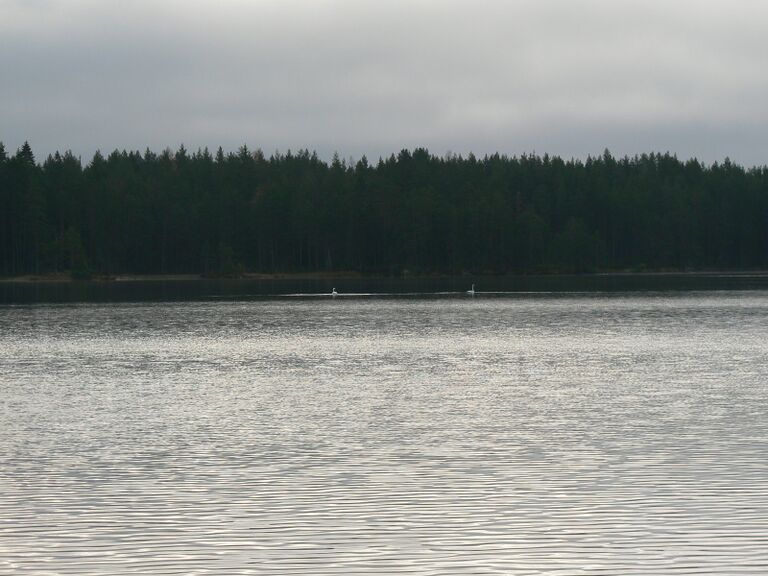 Kapustalahdella 2 joutsenta.JPG