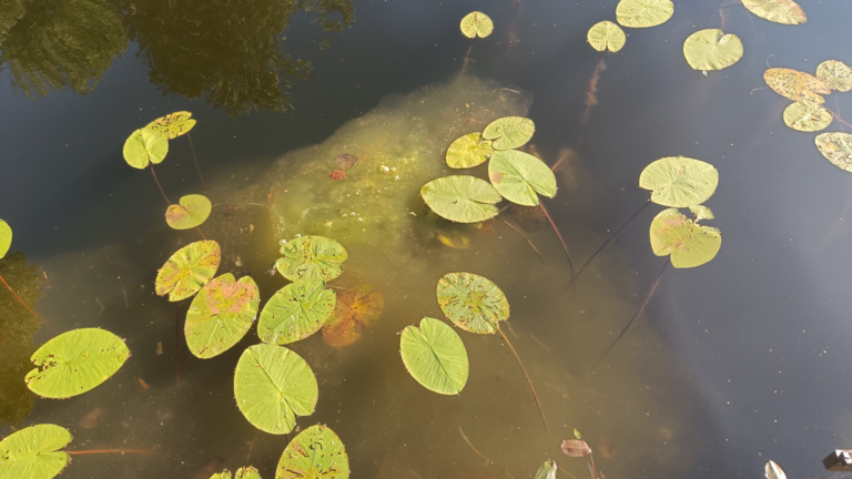 Kiikkara (35.883.1.002)-Havaintopaikka 1-ObsIMG-202508221731-68ab2342e6520.png