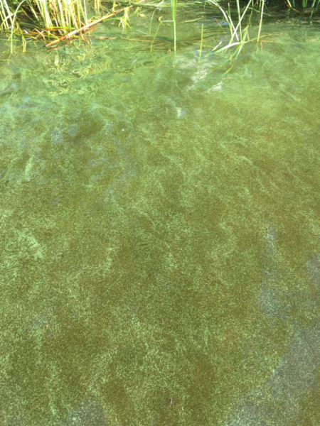 Tiedosto:Päijänne (yhd.)-Rutalahden kyläranta-ObsIMG-202106271914-60d8a4d9978cf.png