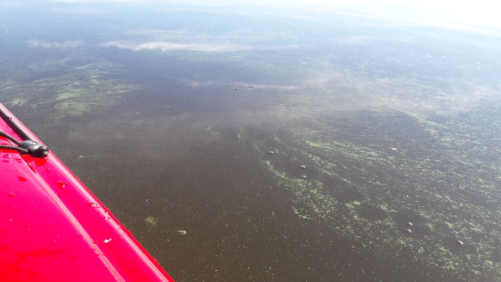 Pyhäjärvi (35.211.1.001)-Saviselkä-ObsALG-201806101123-69.jpg