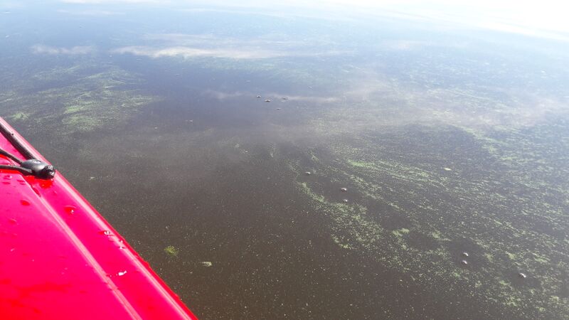 Tiedosto:Pyhäjärvi (35.211.1.001)-Saviselkä-ObsALG-201806101123-69.jpg