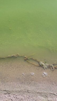 Riihilampi (04.311.1.061)-Havaintopaikka 1-ObsIMG-201807150720-93.jpg