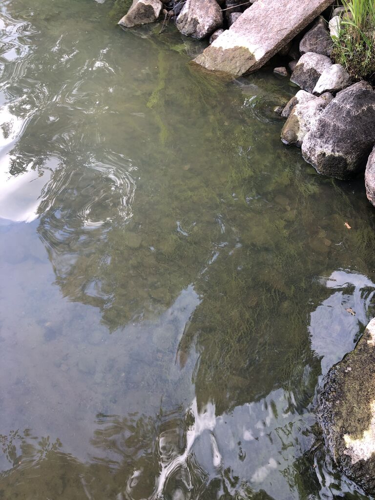 Uuranjärvi (35.635.1.001)-Uuranjärvi, Keuruu-ObsALG-201907151720-59.jpeg