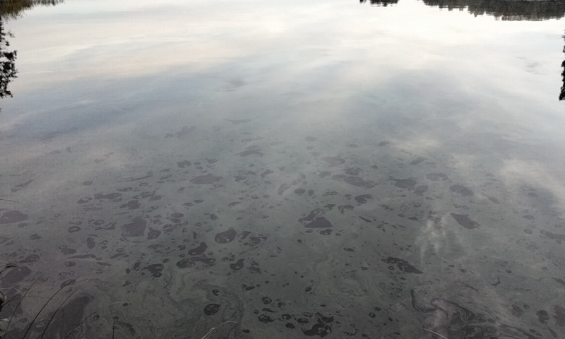 Tiedosto:Vanajavesi (yhd.)-Rauttunlahti-ObsIMG-202209121858-631f58b376718.png