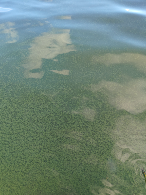 Aalisjärvi (67.954.1.001)-Havaintopaikka-ObsALG-202308261141-64e9ba37c9efc.png