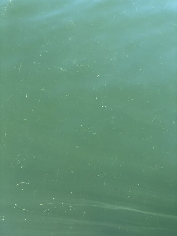 Paraisten ja Nauvon välinen vesialue-Rotarien sinileväseuranta (Lilla Ekholmen)-ObsIMG-202008011025-62.jpeg